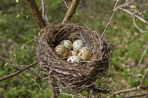 Vogelnest im Frühling — Stockfoto