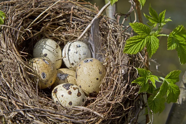Bird nest in spring — Stock Photo, Image