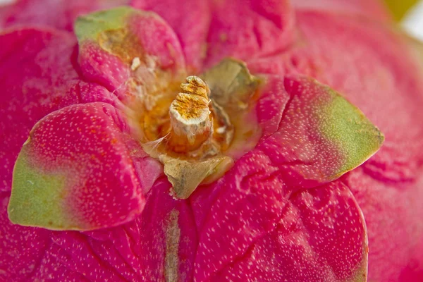 Detalle de Pitahaya - fondo — Foto de Stock