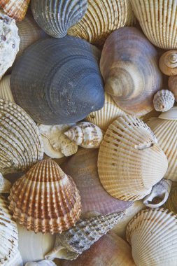 arka plan - birçok kabukları