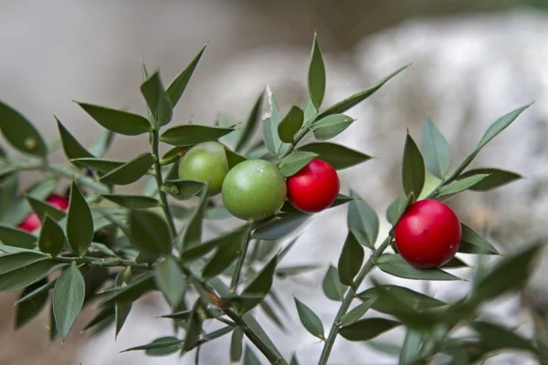 Ruscus aculeatus with berries — Stock Photo, Image
