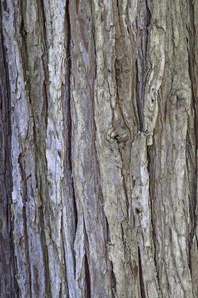 Ağaç kabuğu bir selvi — Stok fotoğraf