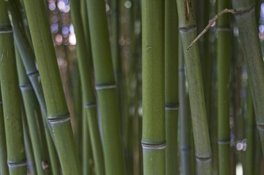 Arka plan - bambu Closeup takip ediyor.