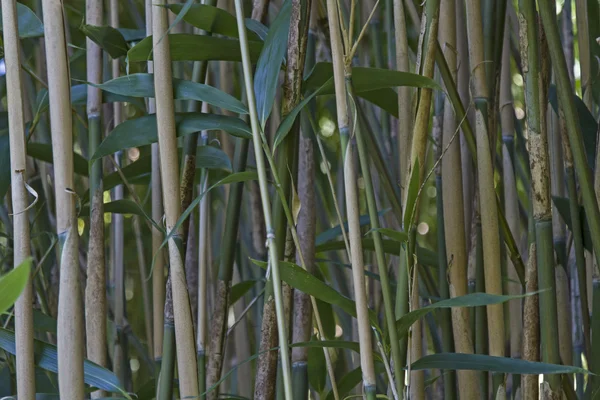 Antecedentes - Fechar os talos de bambu — Fotografia de Stock