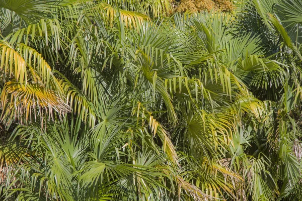 Background palm trees — Stock Photo, Image