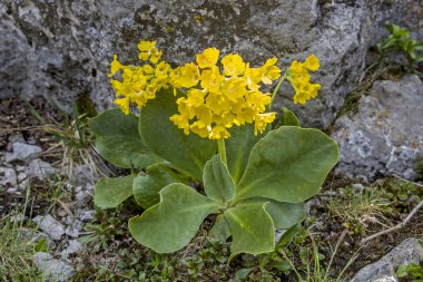 Primula auricula dağlarda