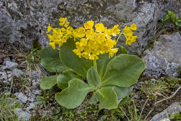 Prymula w górach — Zdjęcie stockowe