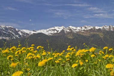 Karahindiba çayır ve Sarntal Alps