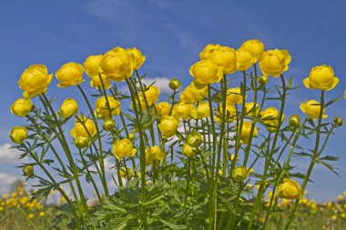 Trollius europaeus bahar