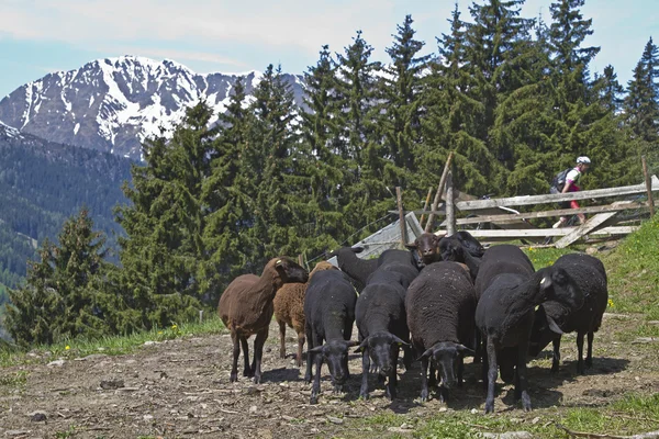 South Tyrol koyun sürüsü — Stok fotoğraf