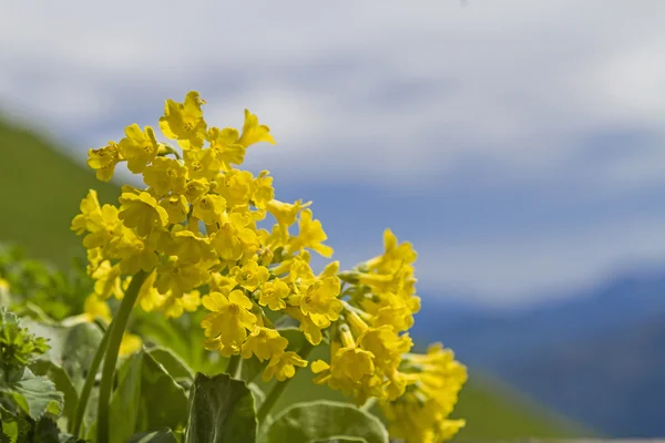 Primula auricula em montanhas — Fotografia de Stock