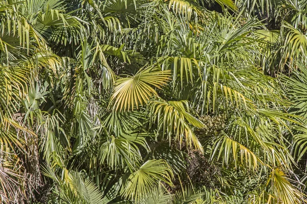Background palm trees — Stock Photo, Image