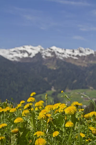 Кульбаба луками і напрямку Sarntal Альпи — стокове фото