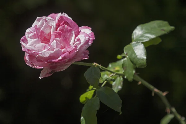 La última rosa — Foto de Stock