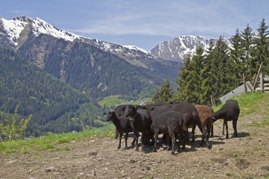 South Tyrol koyun sürüsü