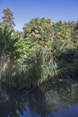 Subtropikal bitki bir İtalyan Parkı içinde