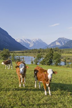 Cows in front of Wetterstein Mountains clipart