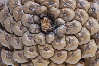 Çam kozalakları yapısı