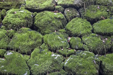 Çam kozalakları yapısı