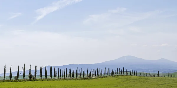 Cypress alley in Crete — Stock Photo, Image