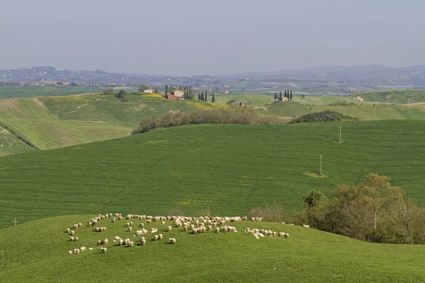 Ovelhas na Toscana — Fotografia de Stock