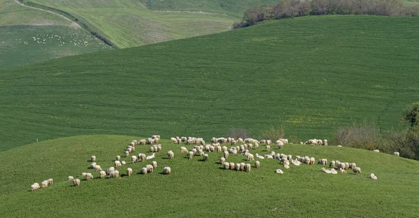 Moutons en Toscane — Photo