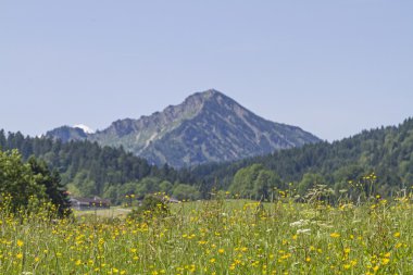 Fockenstein çiçek çayır ile
