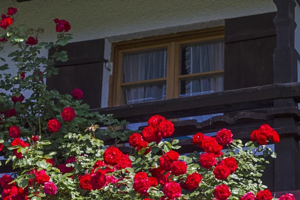 Roos pracht in de zomer — Stockfoto