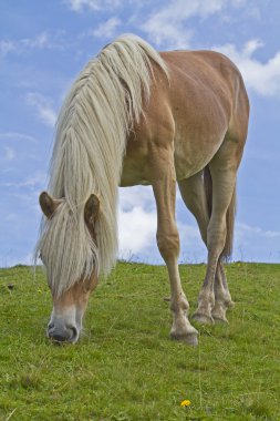 Yeşil çayır Haflinger ata