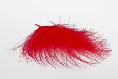 kırmızı aşağı tüy