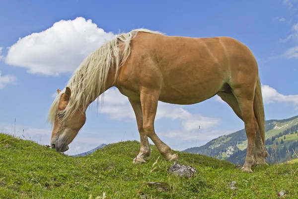 Haflinger konia na zielony łąka — Zdjęcie stockowe