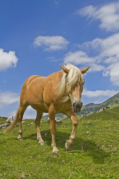 Haflinger konia na zielony łąka — Zdjęcie stockowe