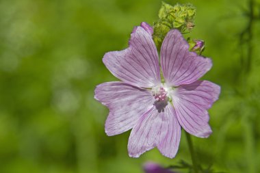 Malva sylvestris yaz aylarında