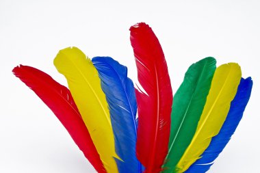 Renkli tüy splendor