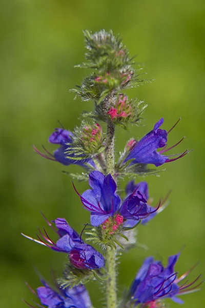 Echtum vulgare i sommar — Stockfoto