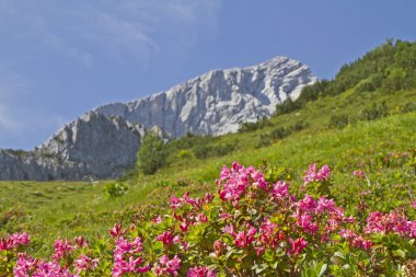 Alpspitze with rhododendrons clipart