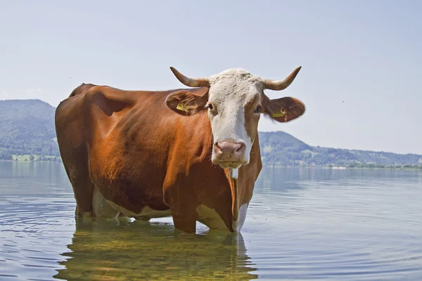 Zwemmen plezier van een koe — Stockfoto