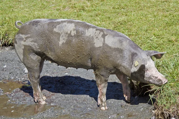 Qué suerte de cerdo. — Foto de Stock