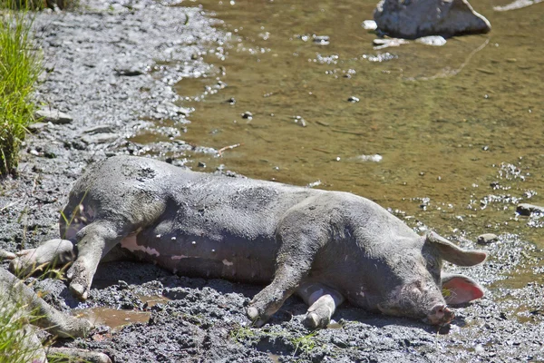 So ein Schweineglück — Stockfoto