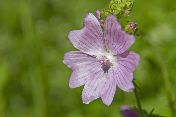 Malva sylvestris latem — Zdjęcie stockowe