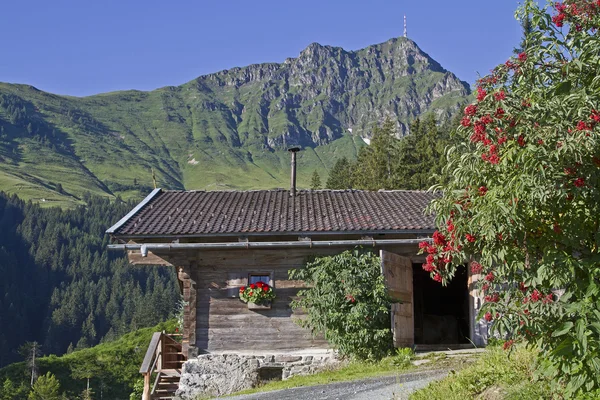 Dechantalm in tirol — Stockfoto