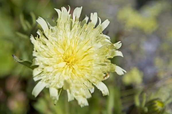 Hieracium intybaceum en el Tirol —  Fotos de Stock