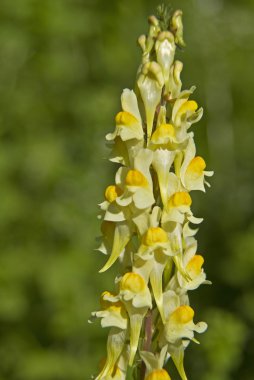 Yaz aylarında Snapdragon