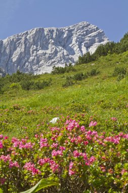 Orman gülleri ile Alpspitze