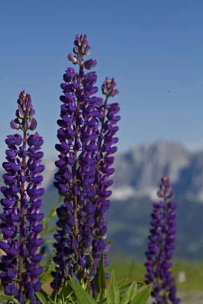 Blütenpracht in den Bergen — Stockfoto