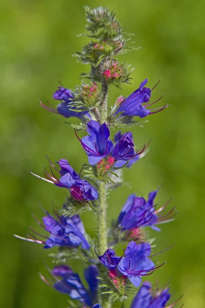 Echtum vulgare in summer — Stock Photo, Image