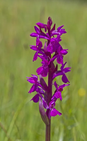 Dactylorhiza majalis ist eine geschützte Pflanze — Stockfoto