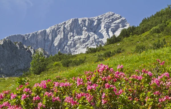 Alpspitze com rododendros — Fotografia de Stock