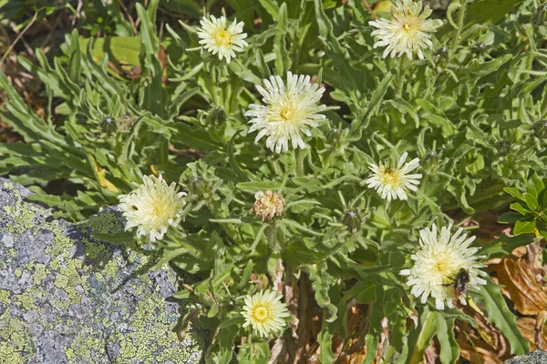 Tyrol'deki / daki Hieracium intybaceum — Stok fotoğraf