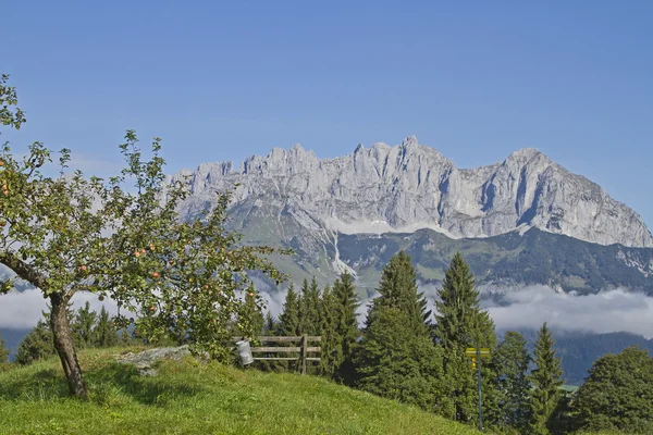Jabloň a pohoří Kaiser — Stock fotografie